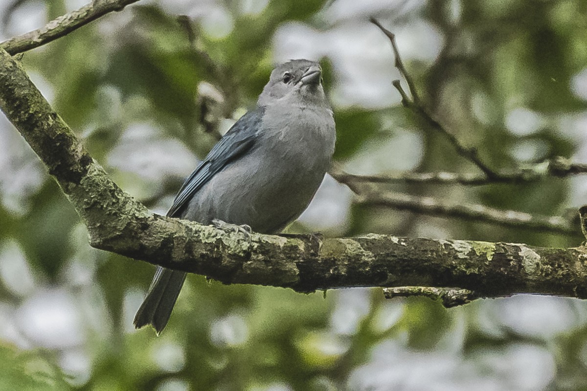 Sayaca Tanager - ML620506769