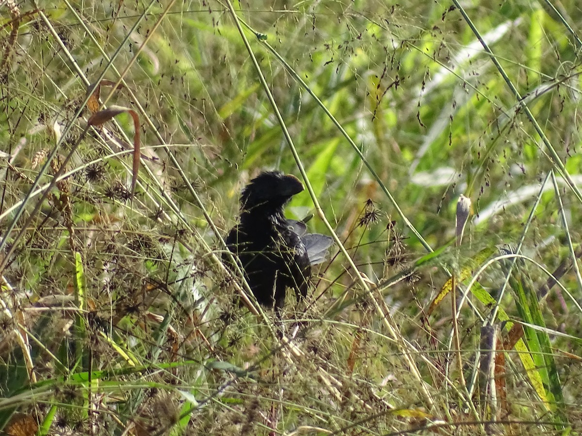 Smooth-billed Ani - ML620506772