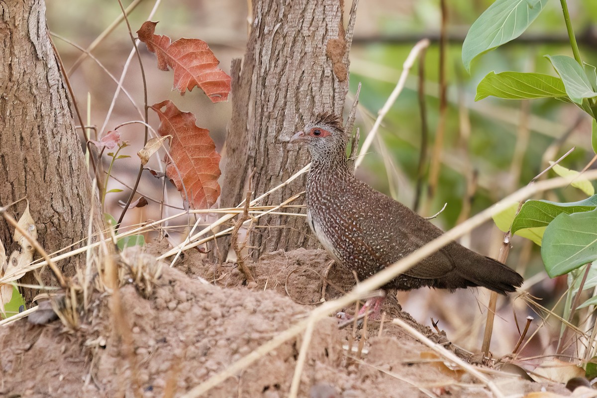 イシシャコ（petrosus） - ML620506774