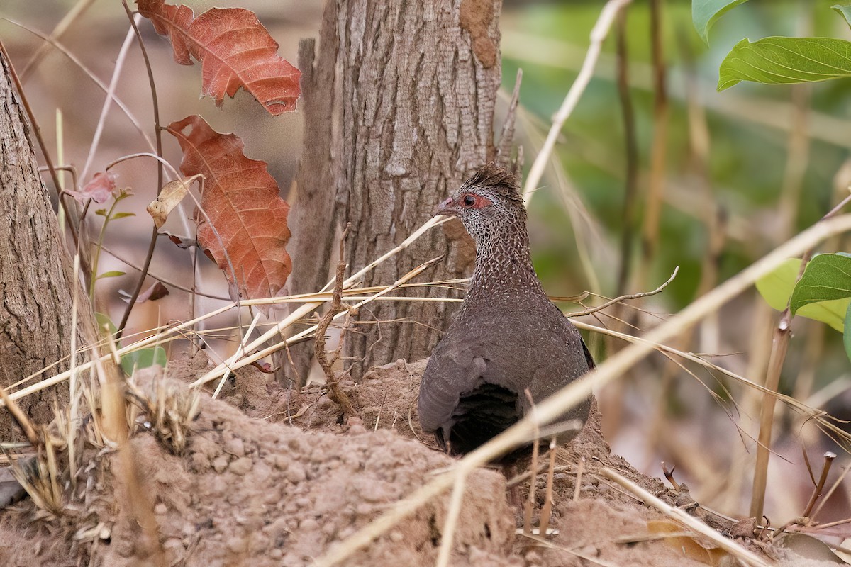 Gallinita Roquera (petrosus) - ML620506775