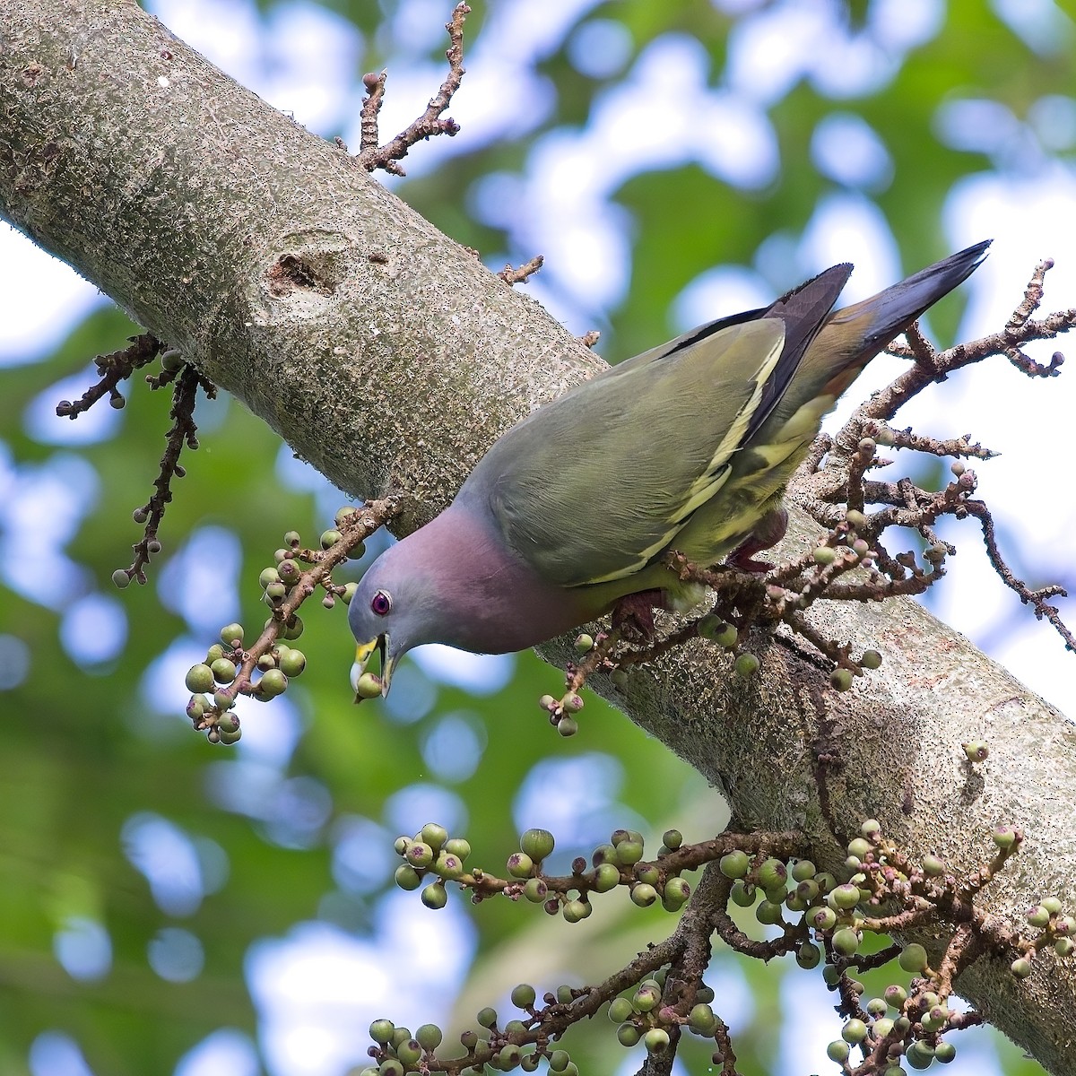 Pink-necked Green-Pigeon - ML620506776