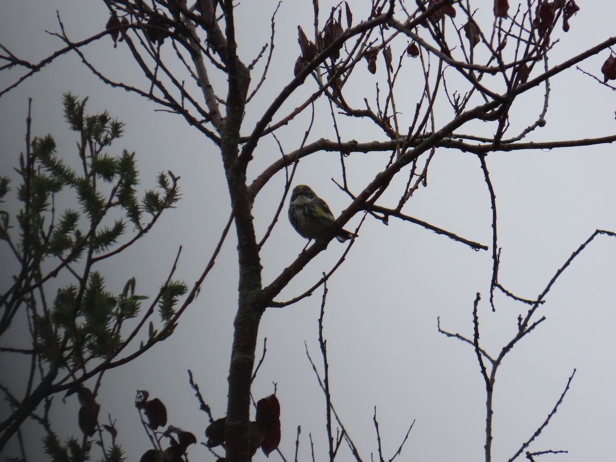 Yellow-rumped Warbler - ML620506777