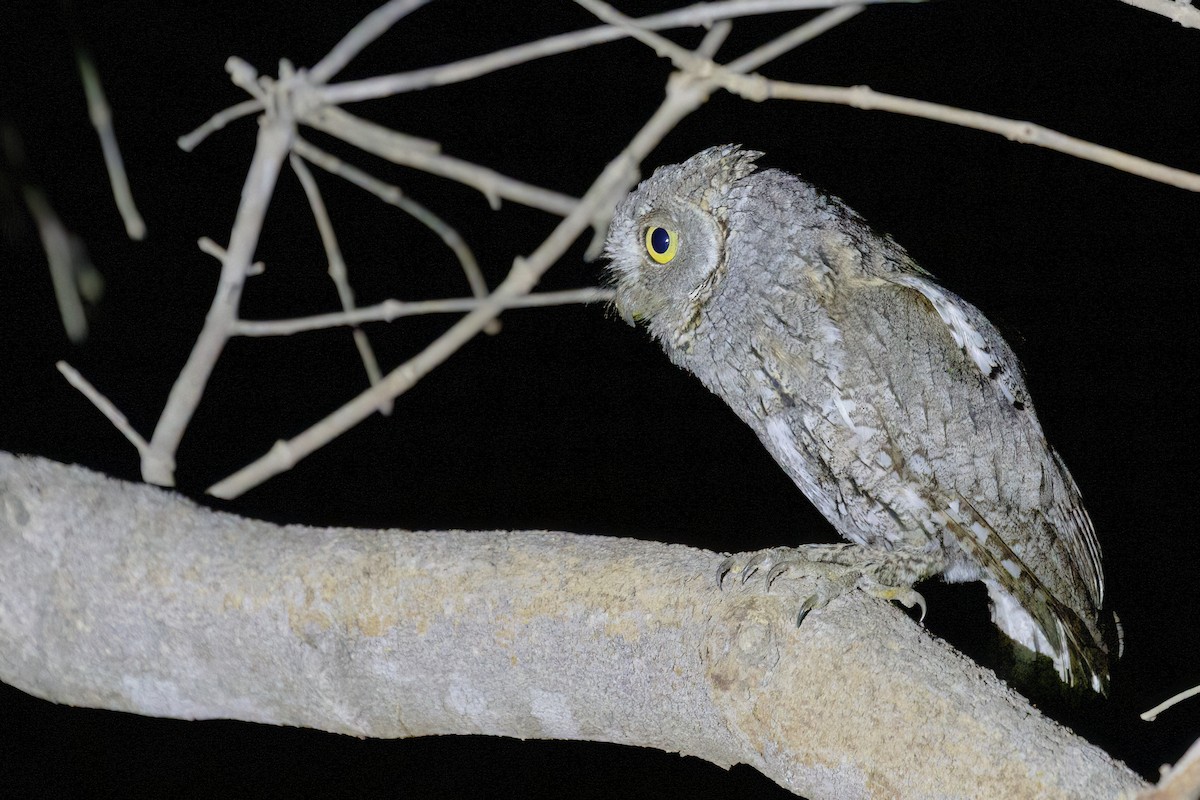 výreček africký (ssp. senegalensis) - ML620506780