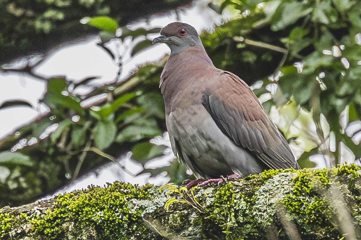 Pale-vented Pigeon - ML620506781