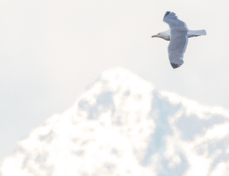 Herring Gull - ML620506785