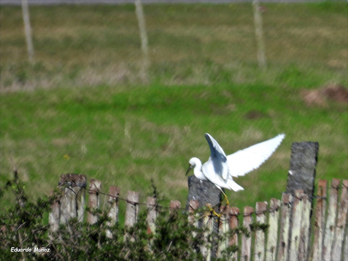 Snowy Egret - ML620506792