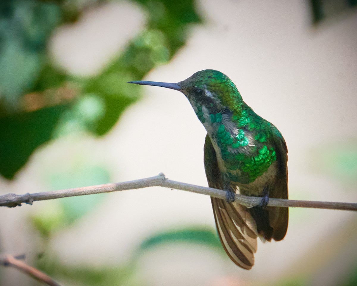 Golden-crowned Emerald - ML620506797