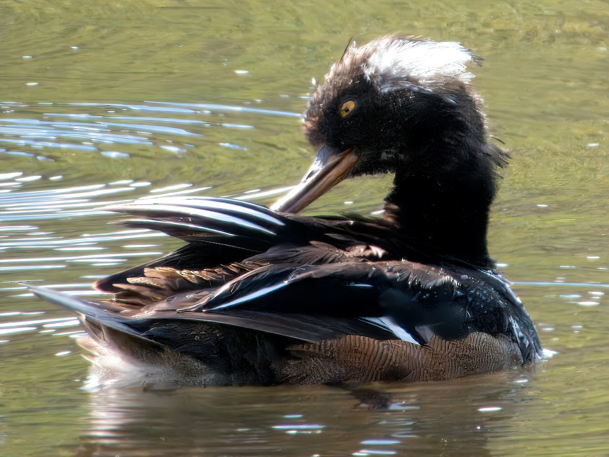 Hooded Merganser - ML620506798