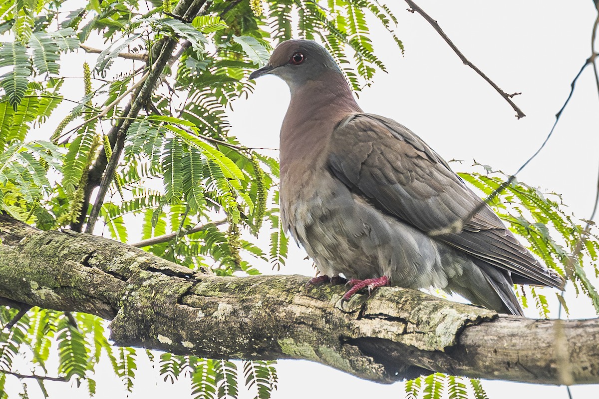 Pale-vented Pigeon - ML620506801