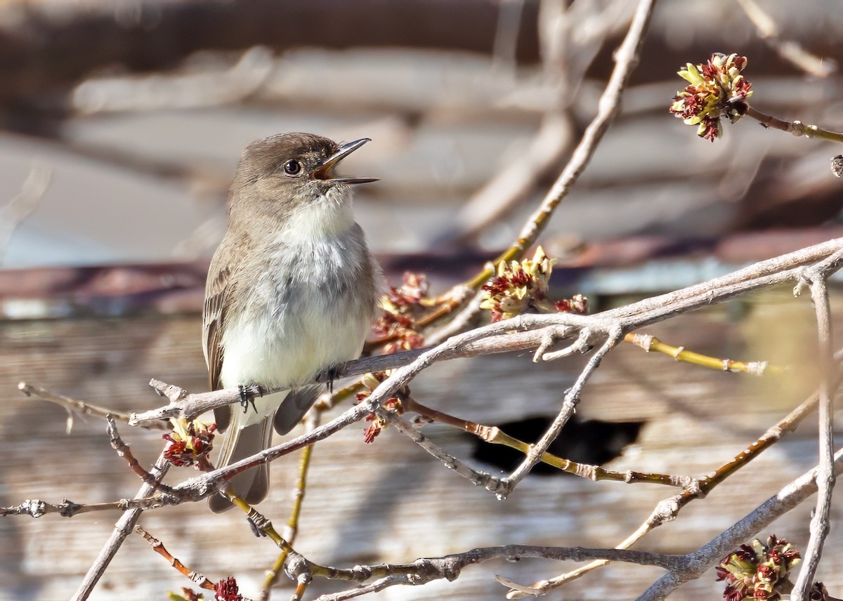 Eastern Phoebe - ML620506805