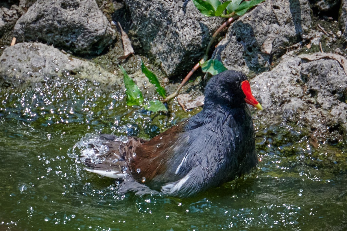 Common Gallinule - ML620506809