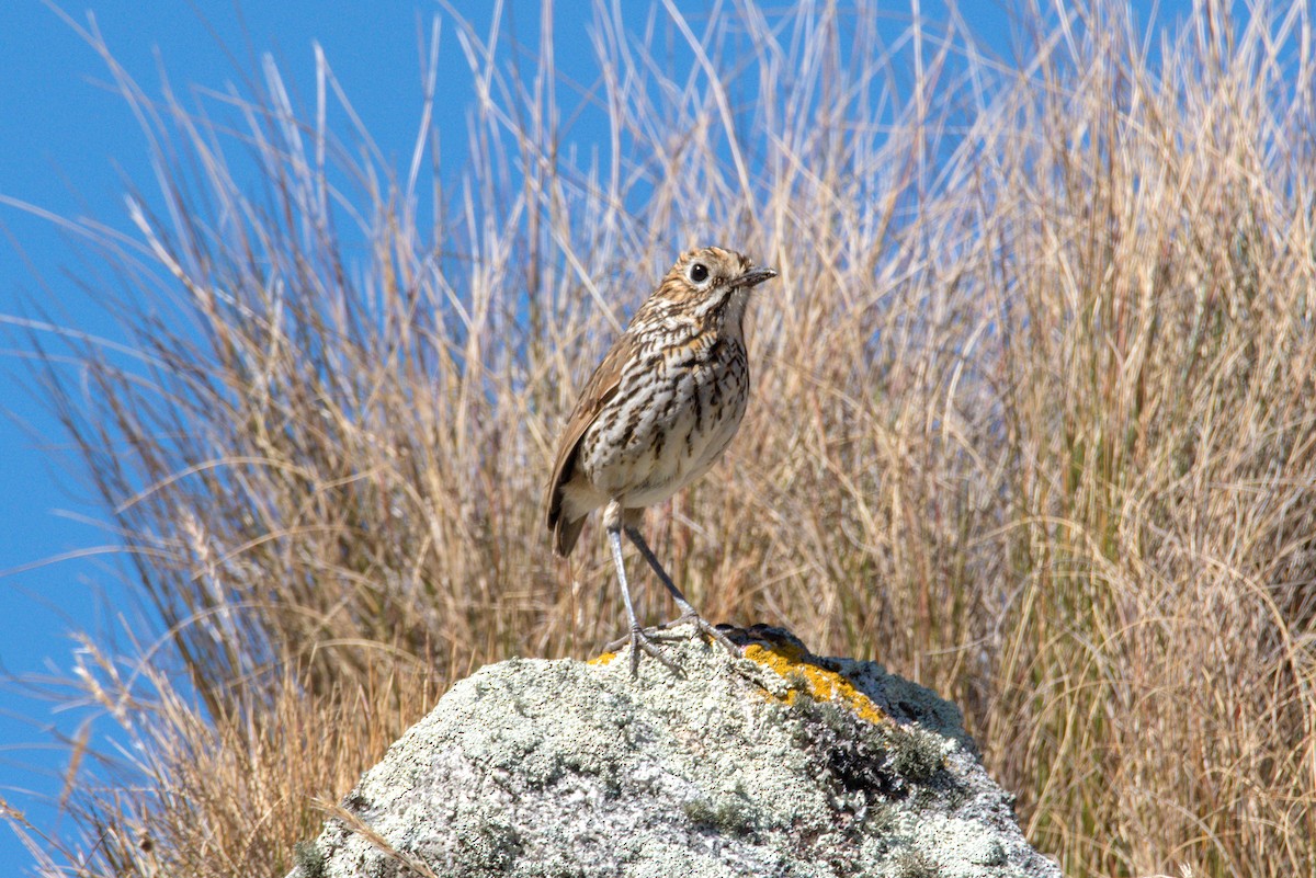 Stripe-headed Antpitta - Jaime Valenzuela Trujillo