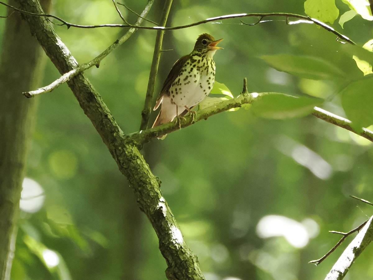 Wood Thrush - ML620506818