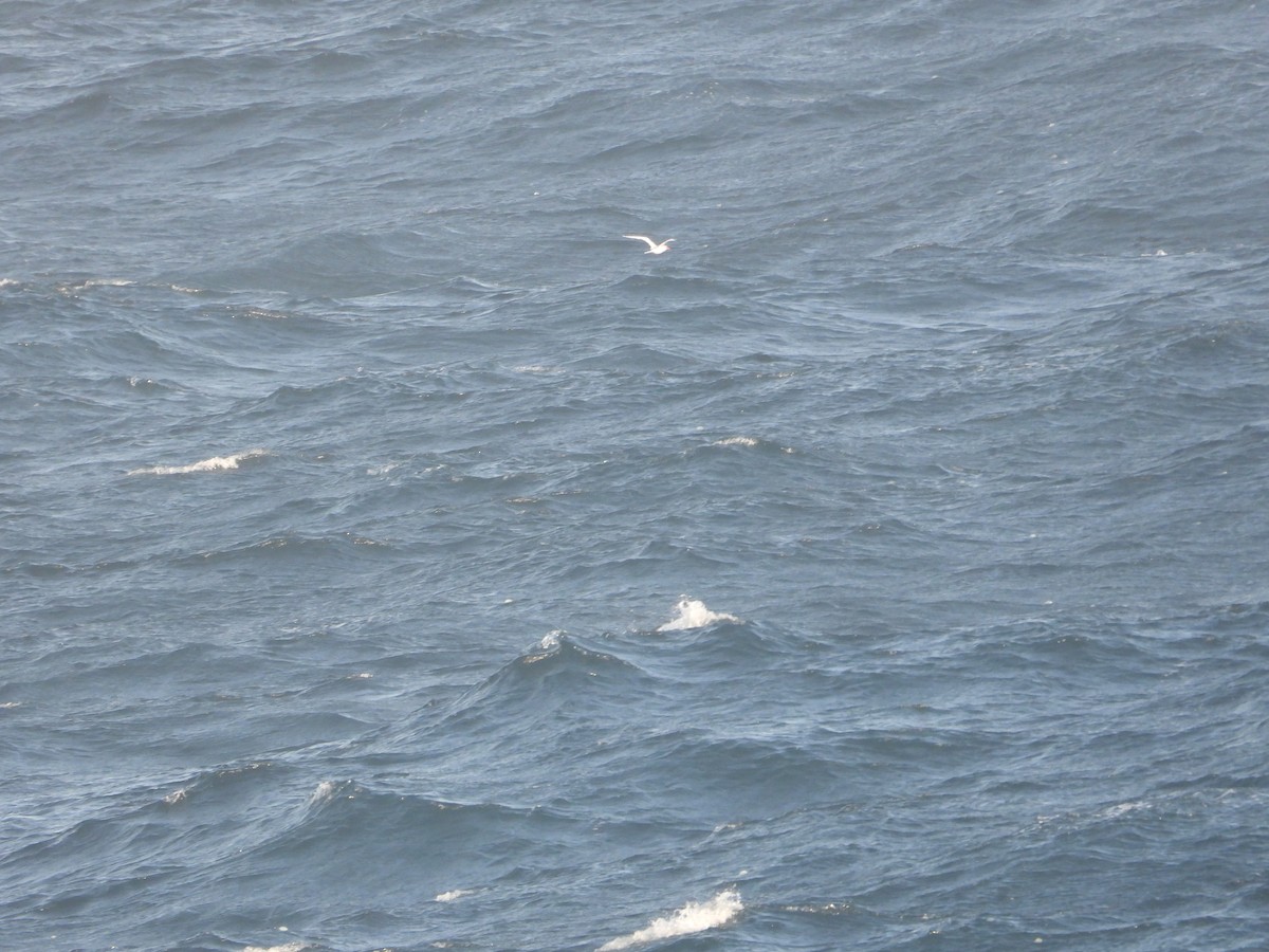 Red-billed Tropicbird - ML620506820