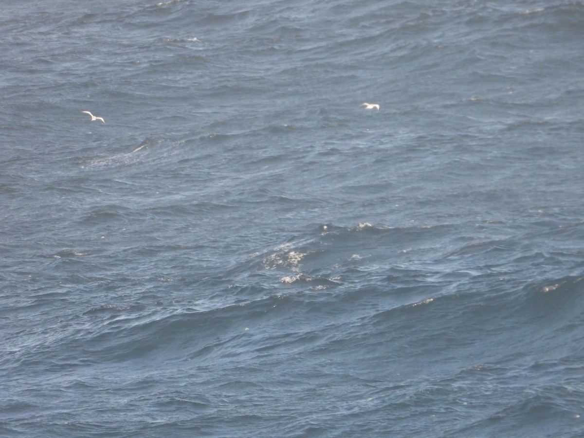 Red-billed Tropicbird - ML620506821