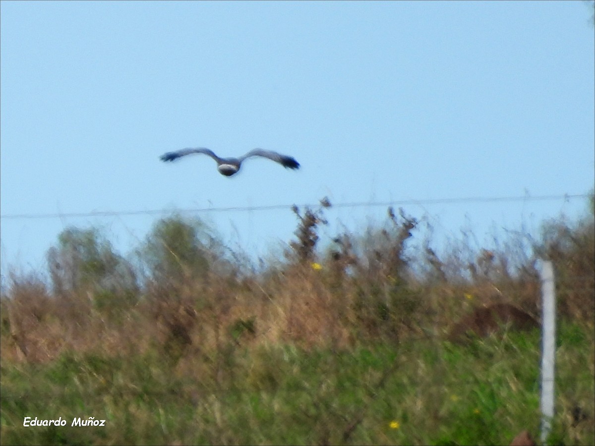 Cinereous Harrier - ML620506824