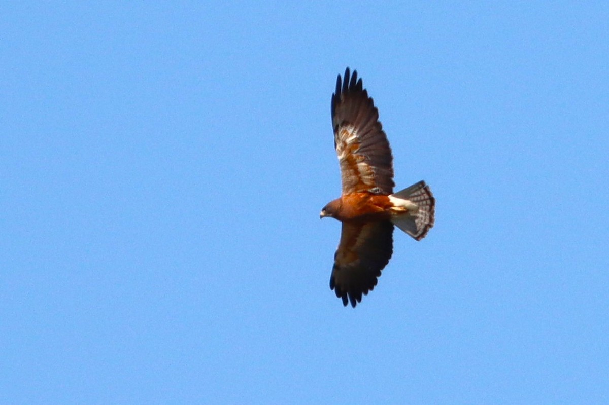 Swainson's Hawk - ML620506826