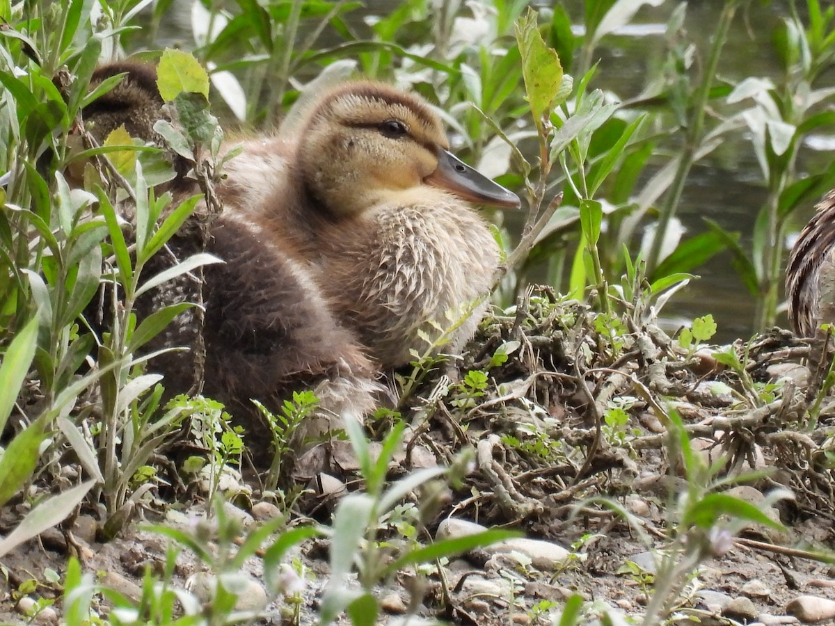 Mallard - ML620506829