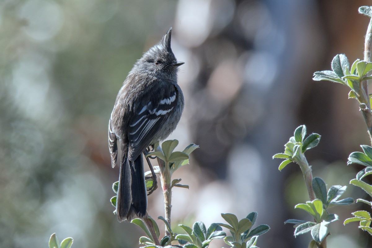 Ash-breasted Tit-Tyrant - ML620506830