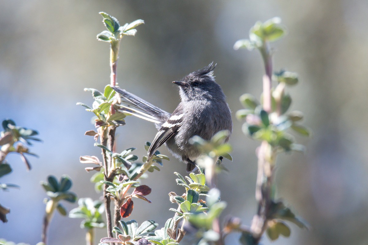 Ash-breasted Tit-Tyrant - ML620506831