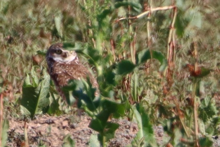 Burrowing Owl - ML620506835