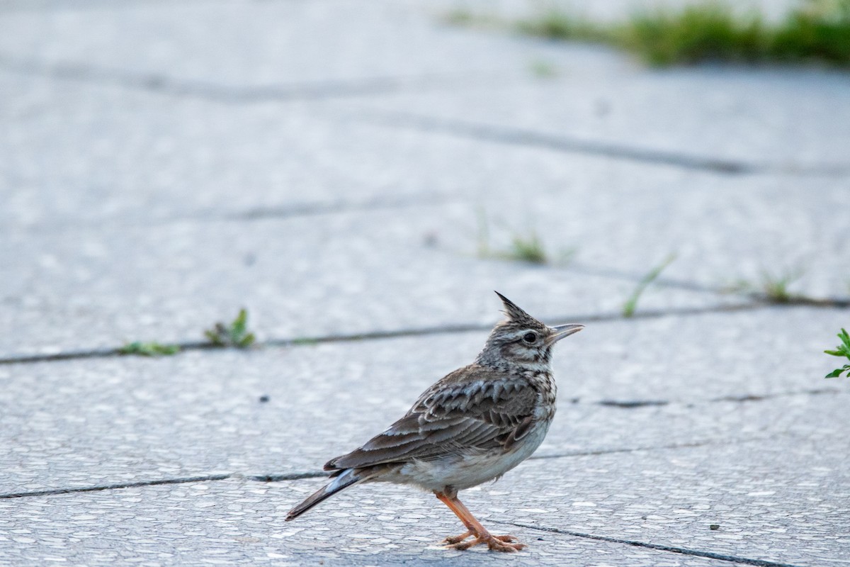 Crested Lark - ML620506838