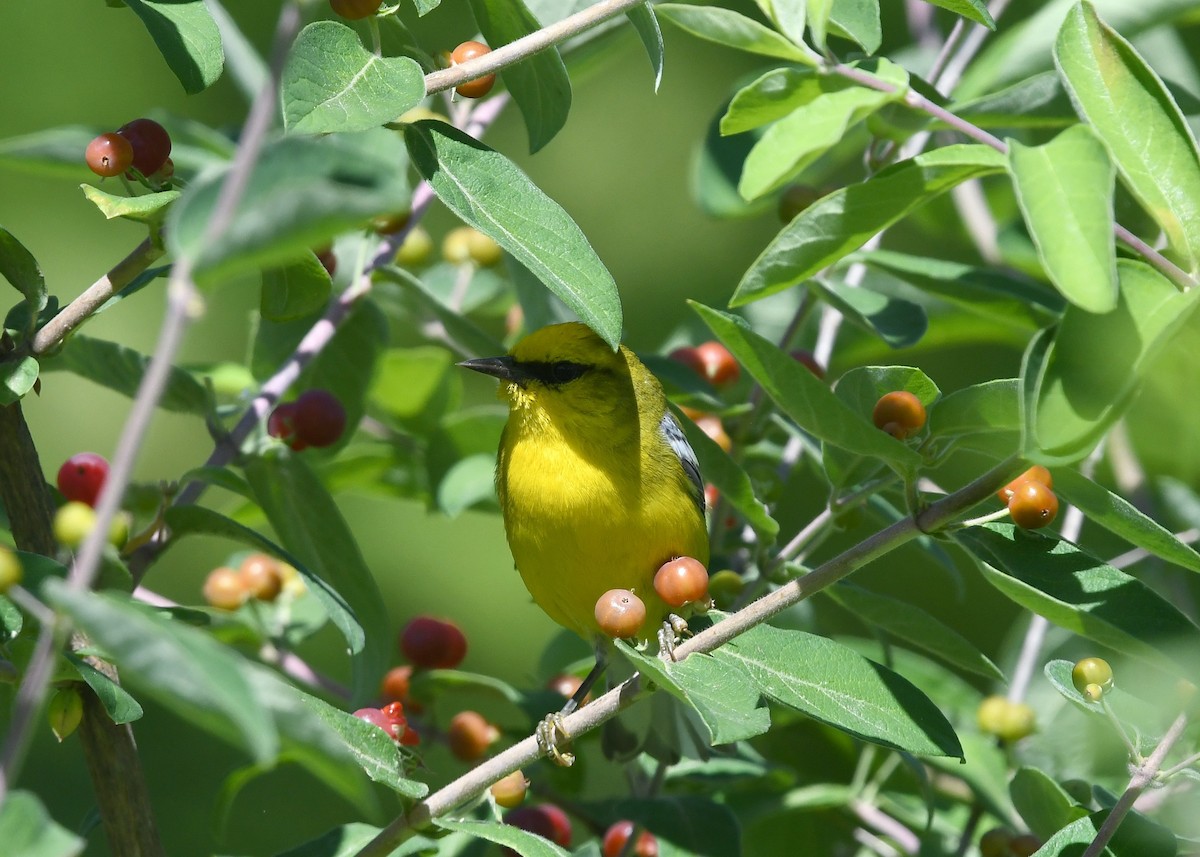 Blue-winged Warbler - ML620506842