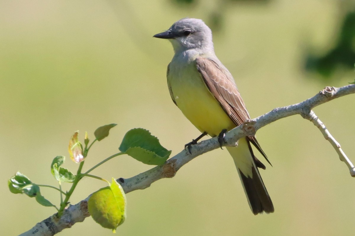 Western Kingbird - ML620506846