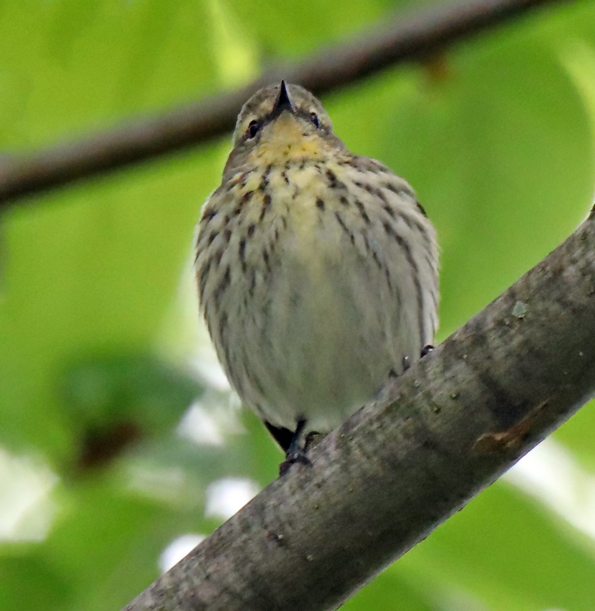 Cape May Warbler - ML620506848