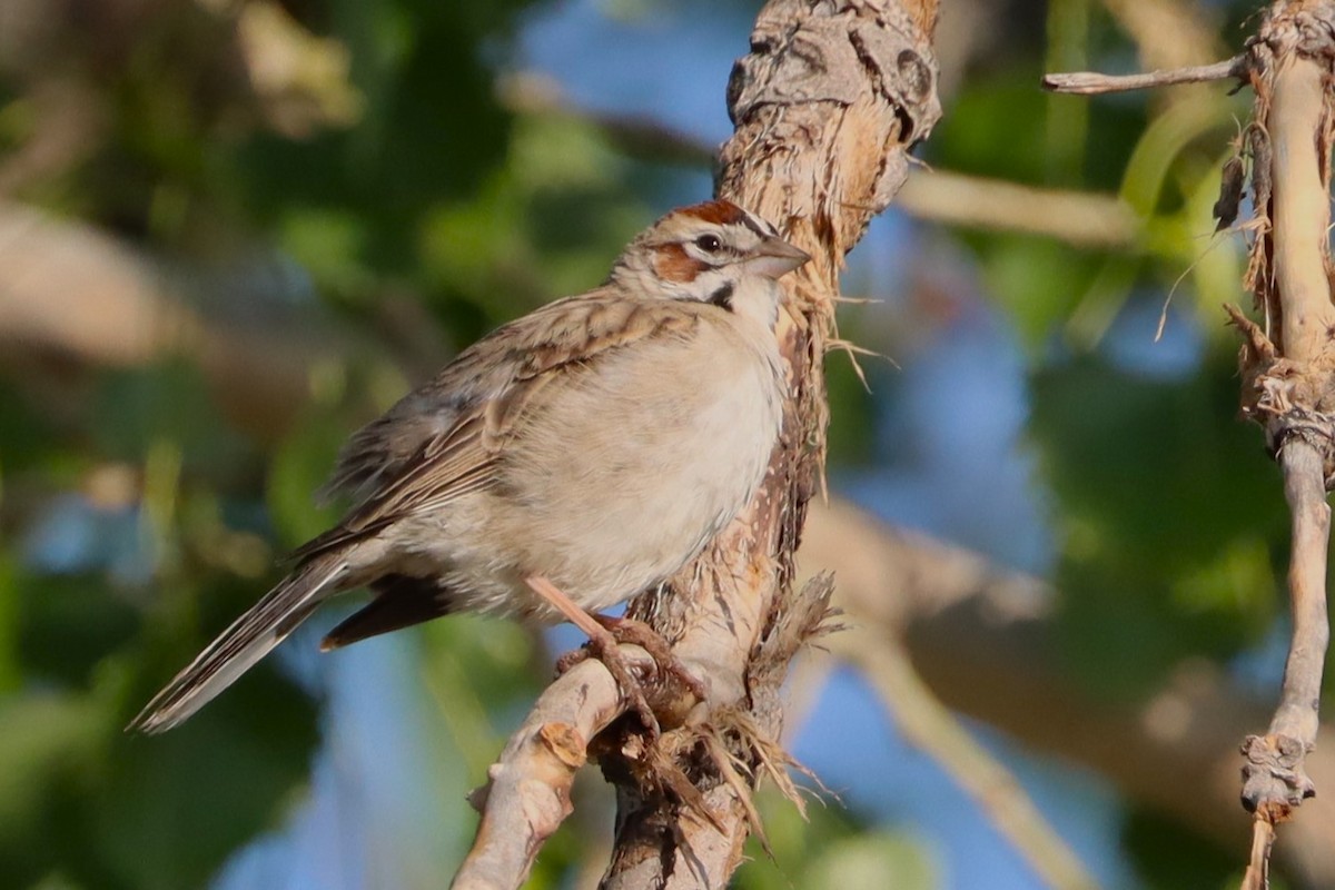 Bruant à joues marron - ML620506855