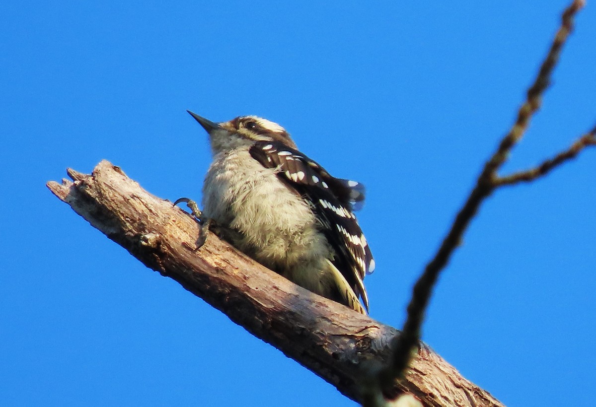 Downy Woodpecker - ML620506856