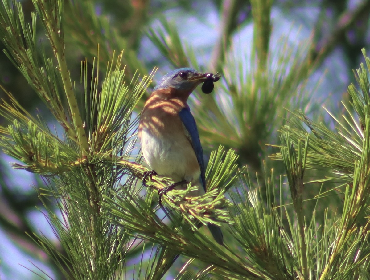 Eastern Bluebird - ML620506857