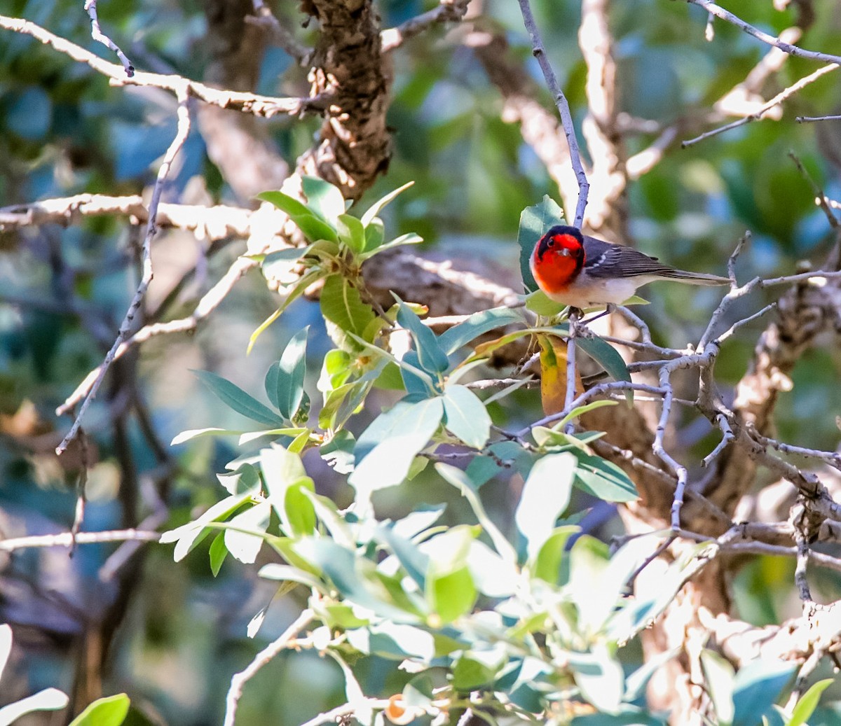 Red-faced Warbler - ML620506867