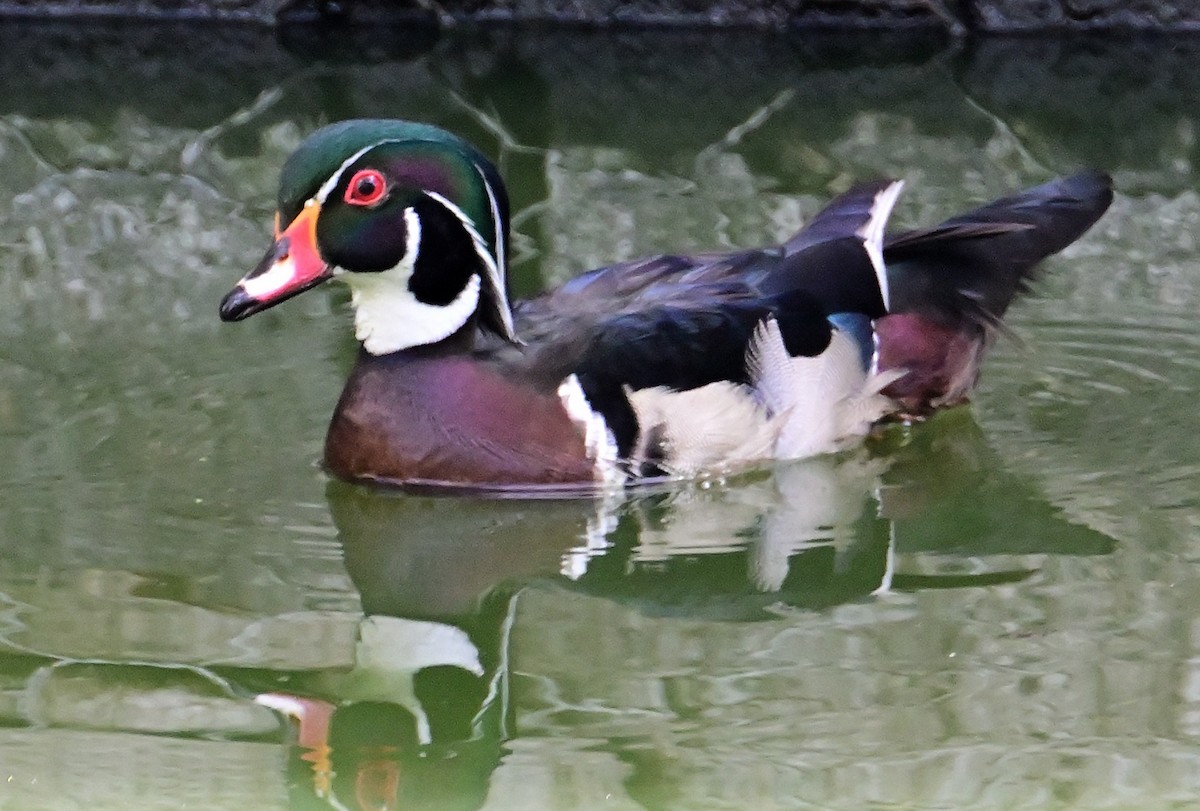 Wood Duck - ML620506869