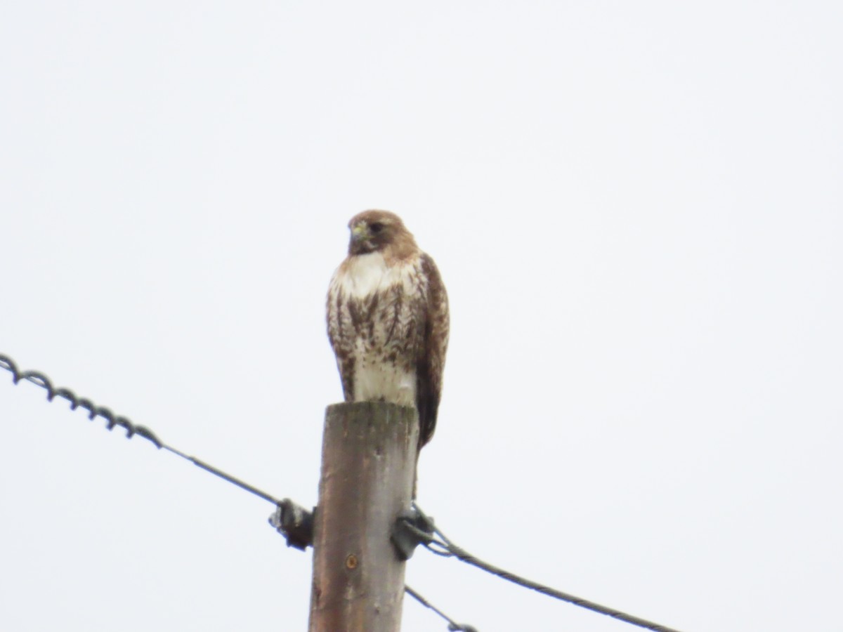 Red-tailed Hawk - ML620506870