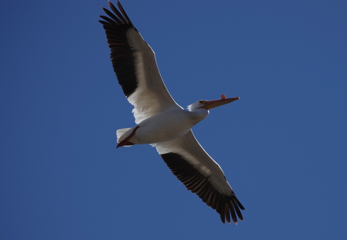 American White Pelican - ML620506871