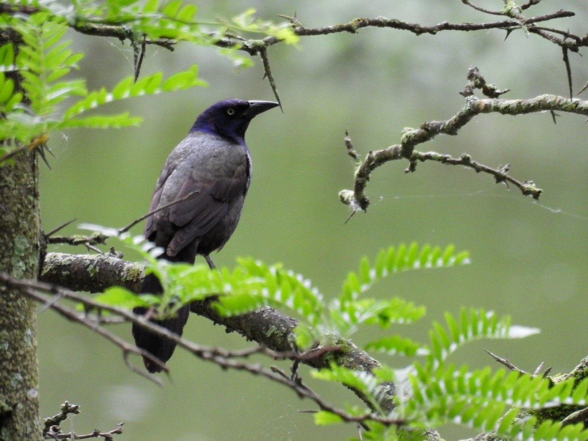 Common Grackle - ML620506877