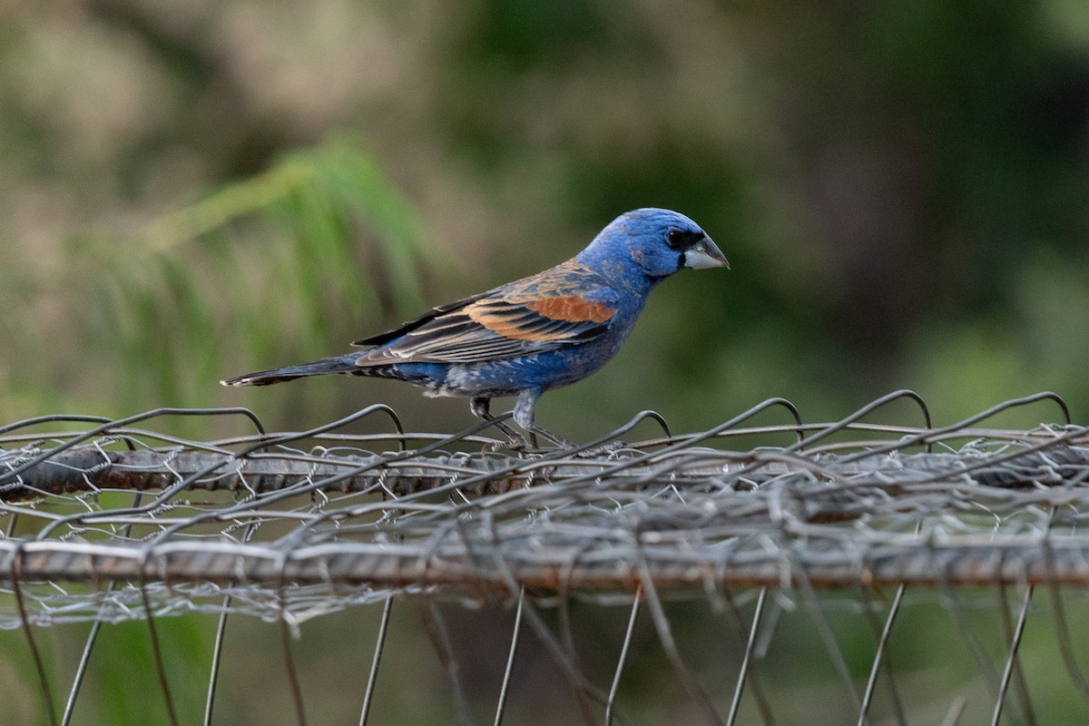 Blue Grosbeak - ML620506878