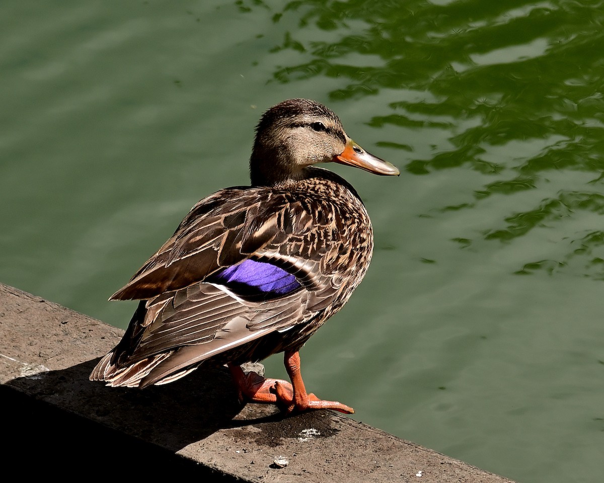 Mexican Duck - ML620506883