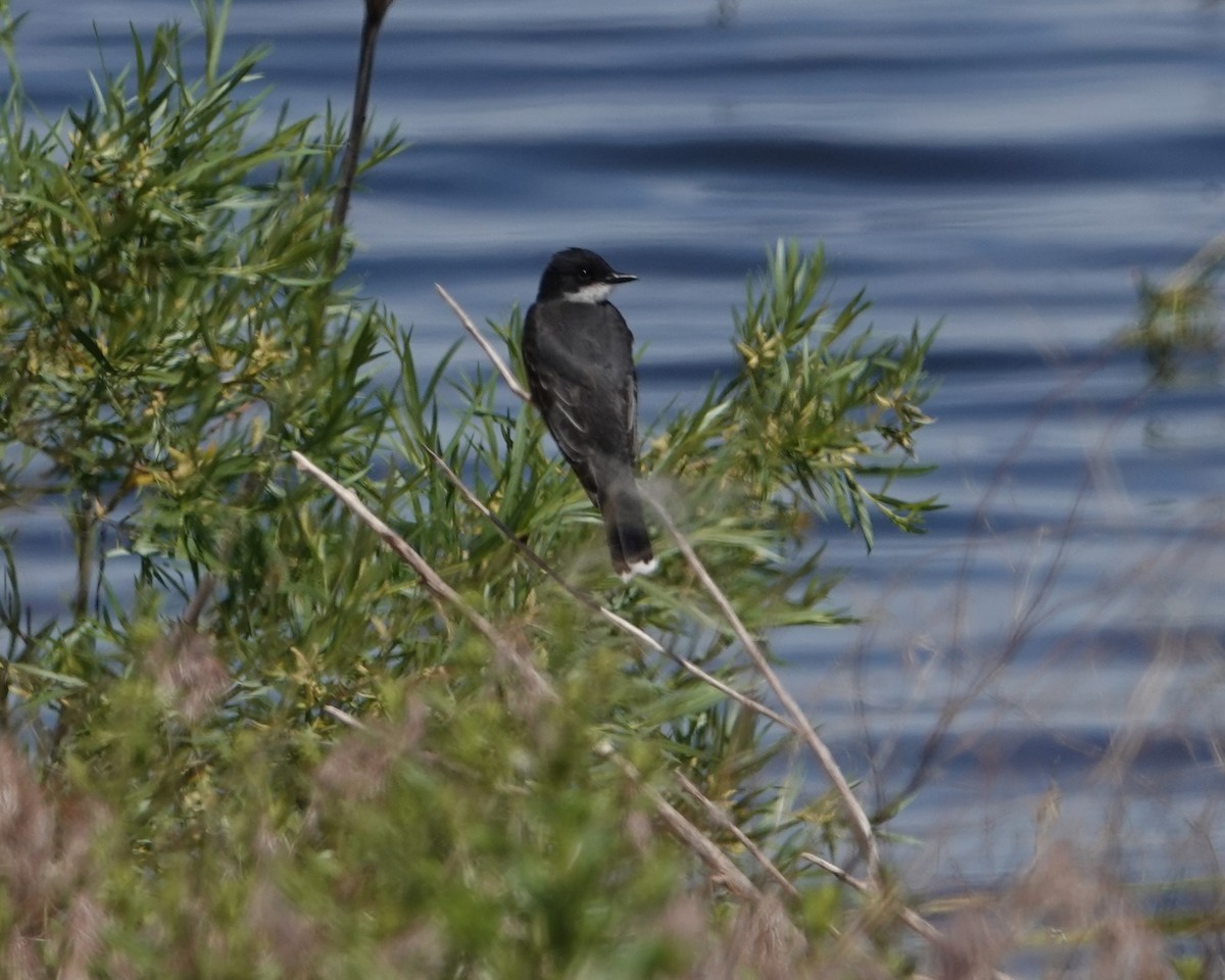 Schieferrücken-Königstyrann - ML620506884