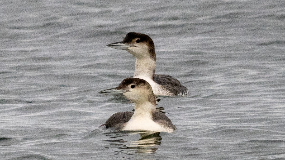 Plongeon huard - ML620506887