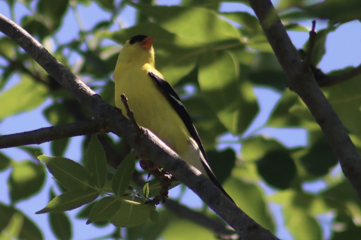 Chardonneret jaune - ML620506890