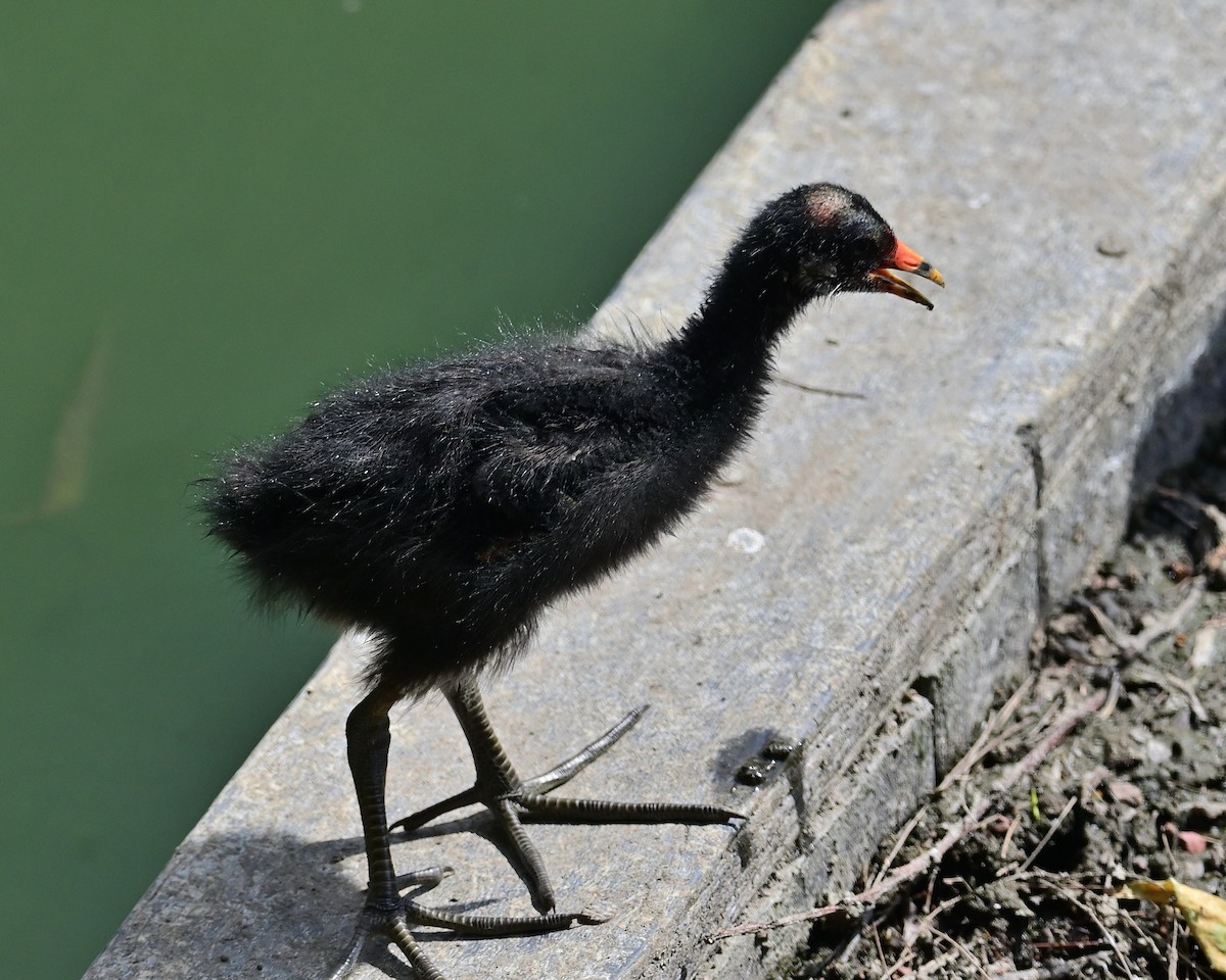 Common Gallinule - ML620506922