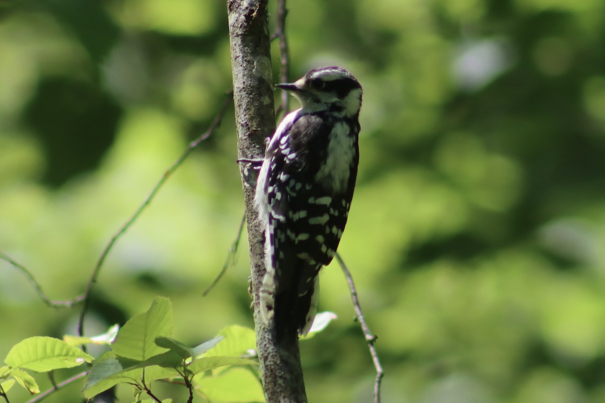 Downy Woodpecker - ML620506924