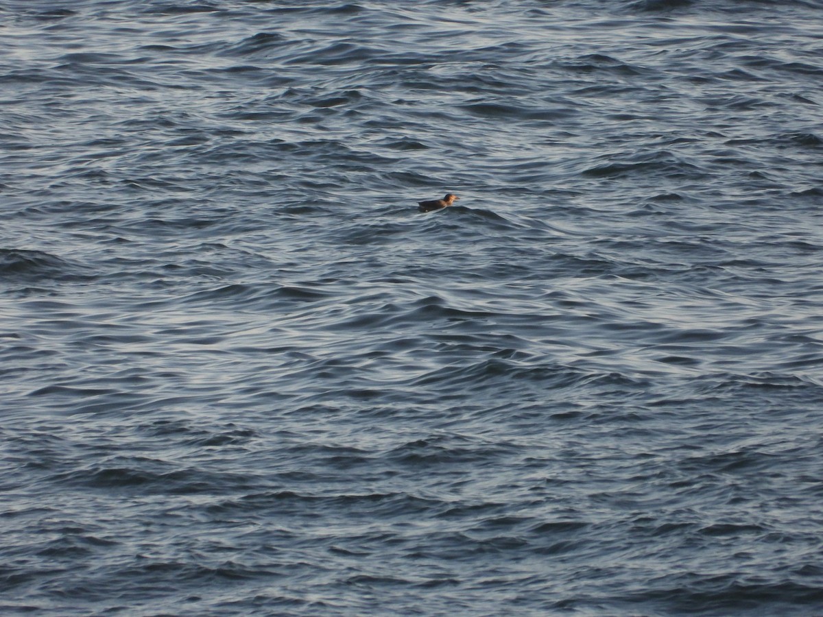 Rhinoceros Auklet - Colby Neuman