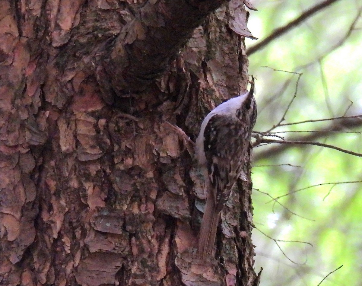 Brown Creeper - ML620506929