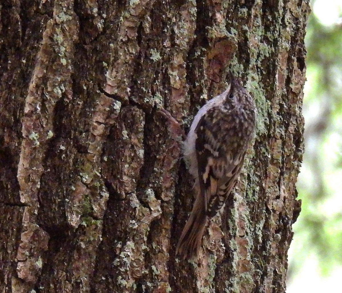 Brown Creeper - ML620506930