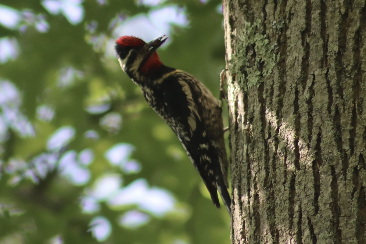 Yellow-bellied Sapsucker - ML620506931