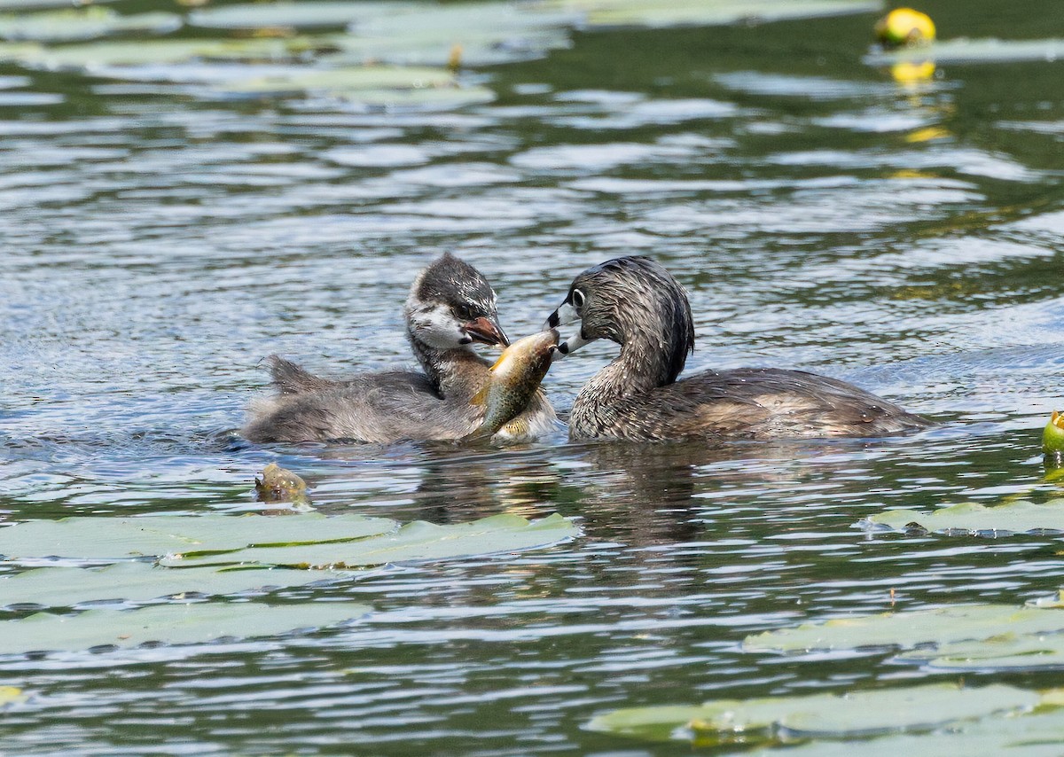 Pied-billed Grebe - ML620506935