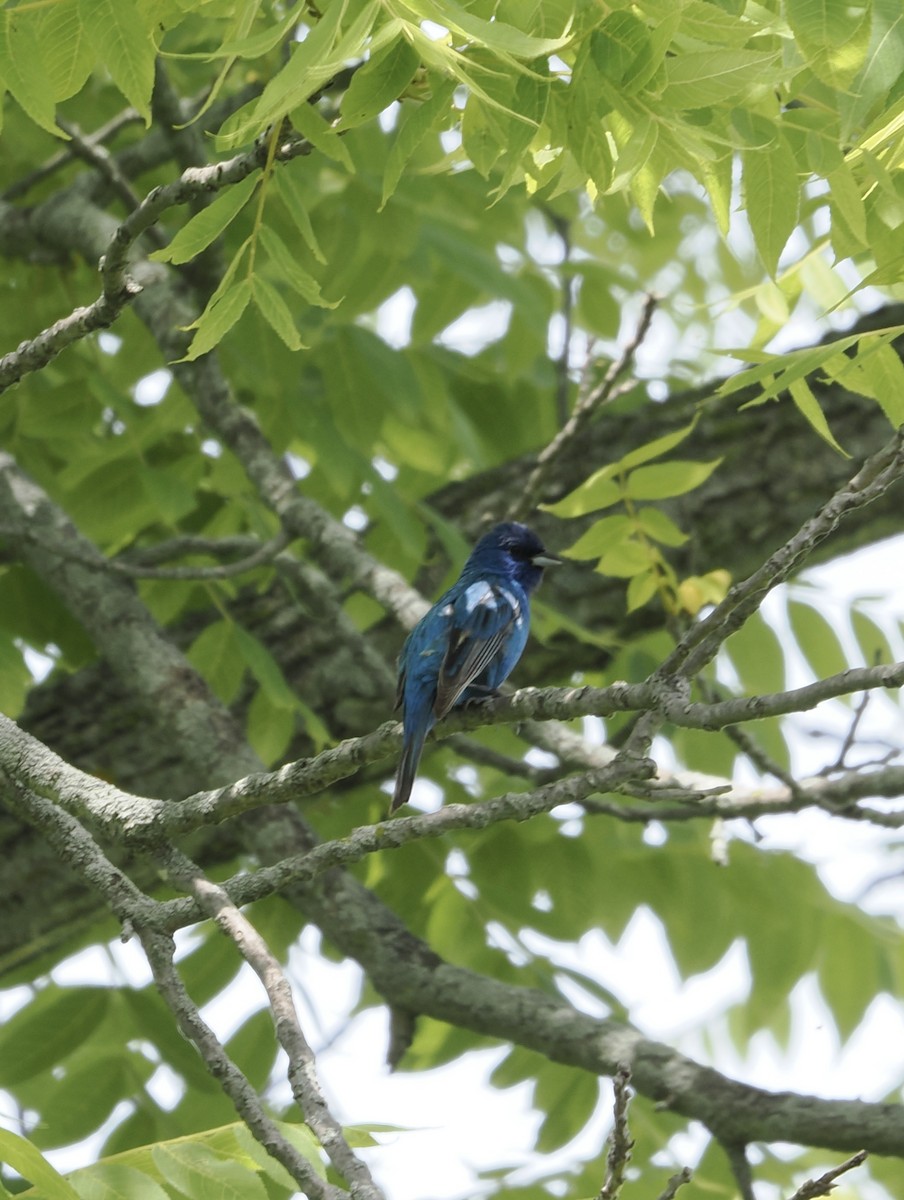 Indigo Bunting - ML620506945